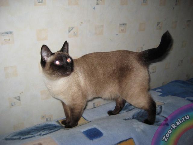 Хвост сиамской кошки. Сиамская беспородная кошка. Сиамская и тайская кошка. Толстый сиамский кот. Сиамская кошка взрослая.
