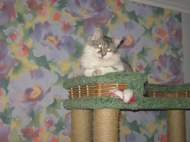 Посмотреть фотографии питомца