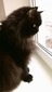 Филя-самый красивый чёрный кот аватар
